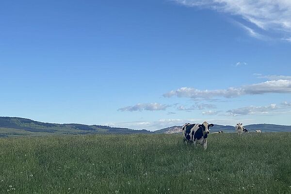 Landschaftspanorama mit schwarzbunten Kühen bei Oberhausen