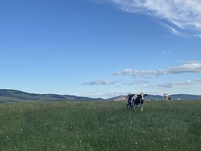 Landschaftspanorama mit schwarzbunten Kühen bei Oberhausen