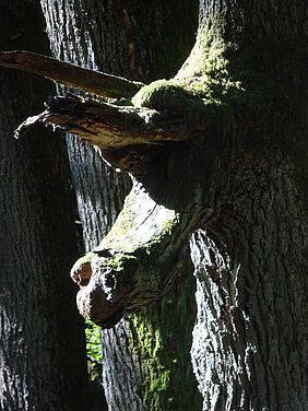 Wanderung zum Teufelsfels