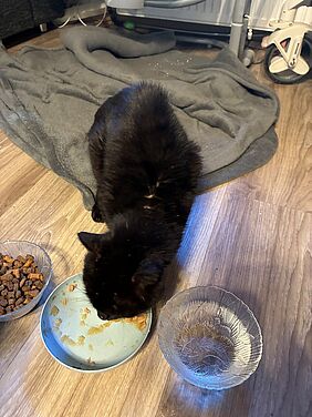 Fundkatze