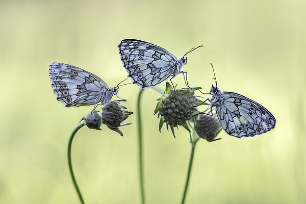Mehrere Schachbrettfalter am Wingertsberg in Brauweiler