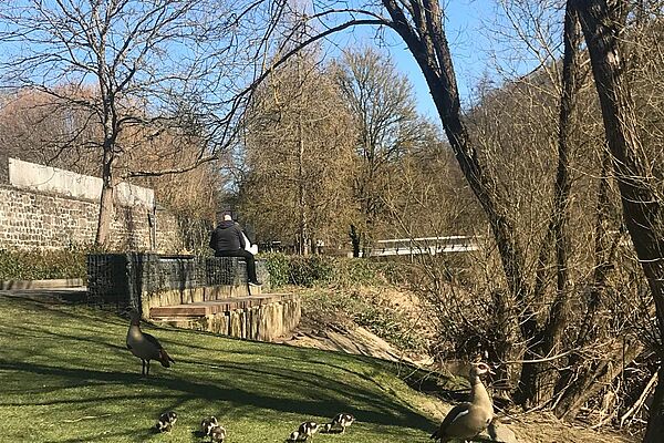 Enten auf Schülerkiesel
