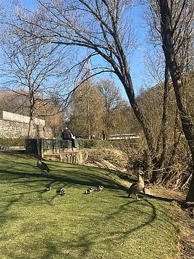 Enten auf Schülerkiesel