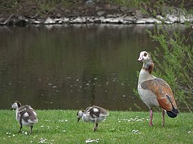 Nilgans mit Jungvögeln am Naheufer bei der Schülerkiesel