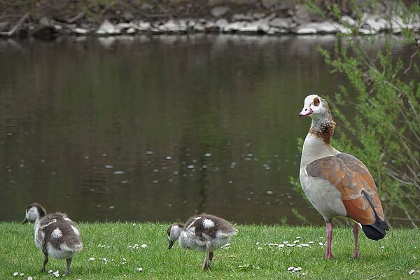 Nilgans mit Jungvögeln am Naheufer bei der Schülerkiesel