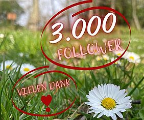 Blumenwiese mit Texthinweis 3.000 Follower