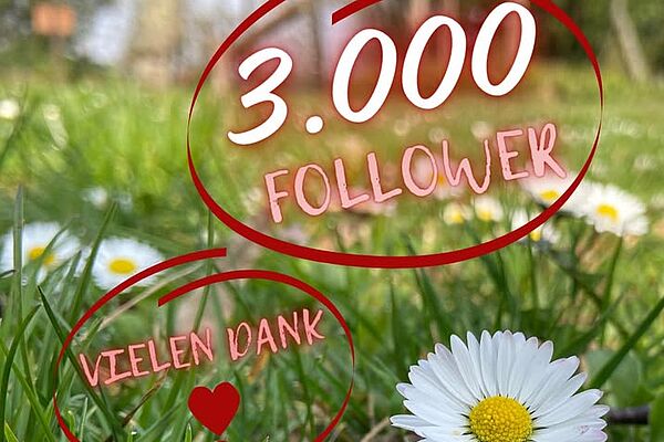 Blumenwiese mit Texthinweis 3.000 Follower