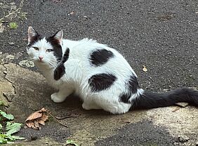 Bild von Katze